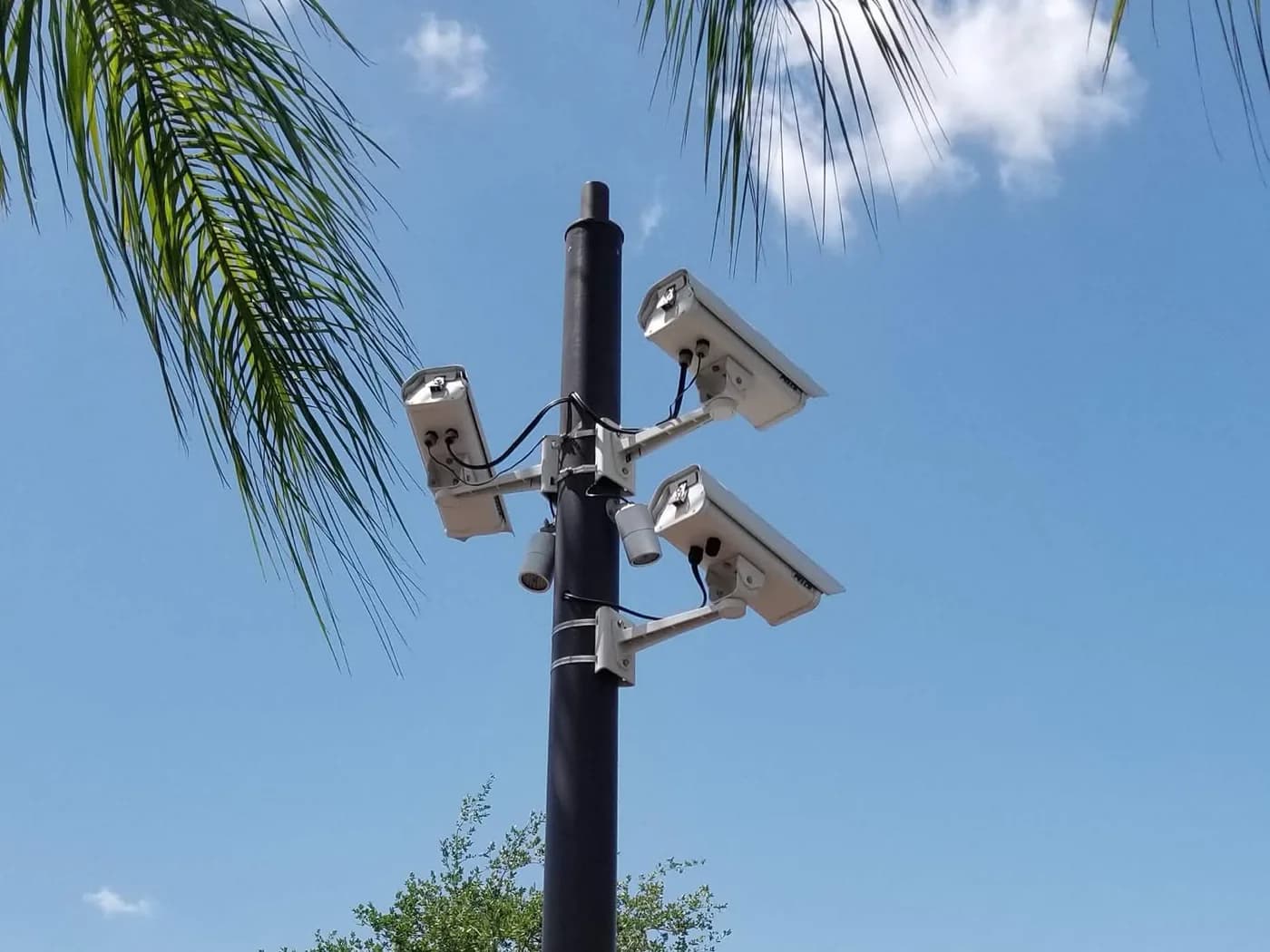 Four outdoor bullet cameras clustered on a single pole head against a blue sky, palm fronds overhead